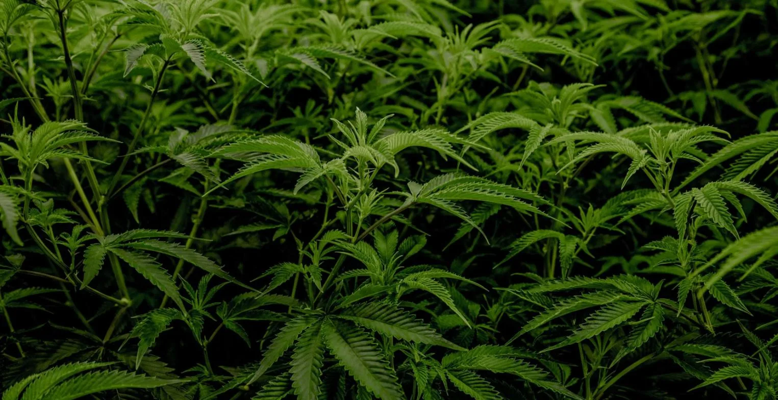 Cannabis canopy