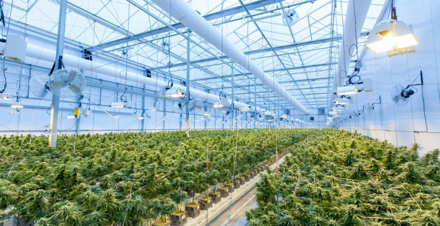 Commercial cannabis cultivation facility