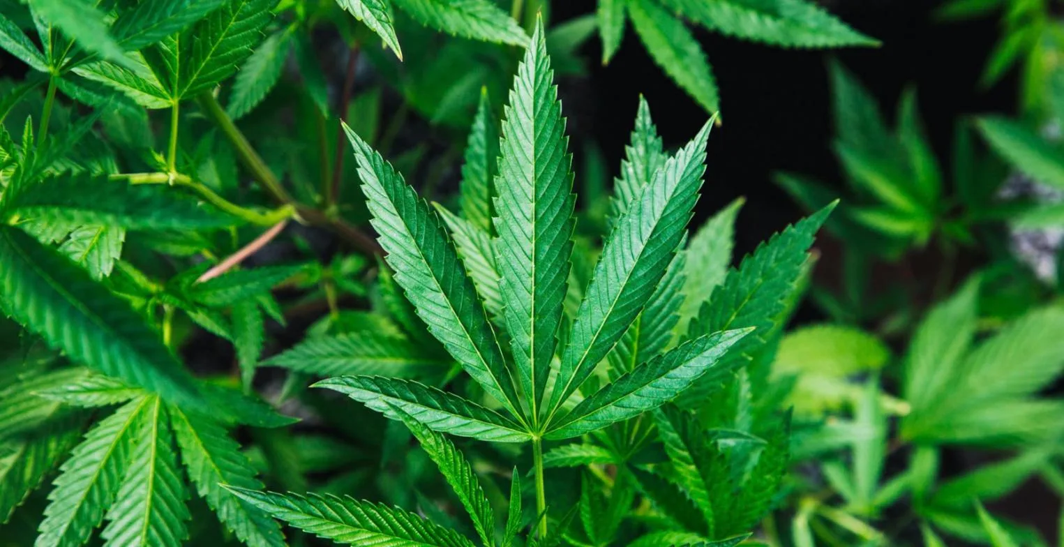 Cannabis plant close up